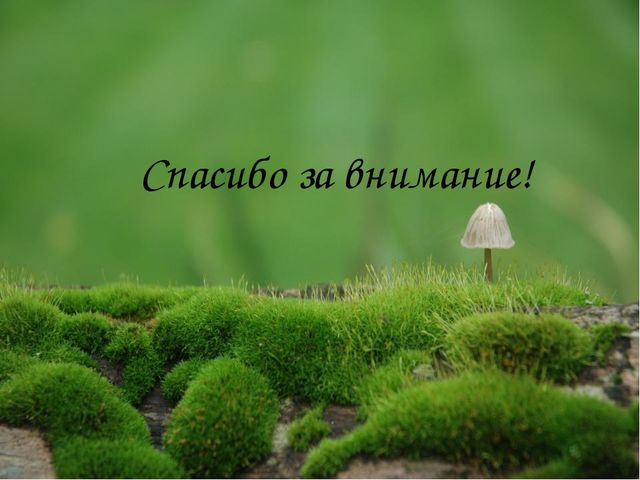 Презентация на тему:"Определение грибов"