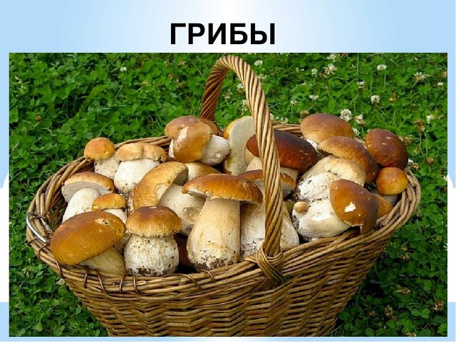 Презентация на тему: "Осень"