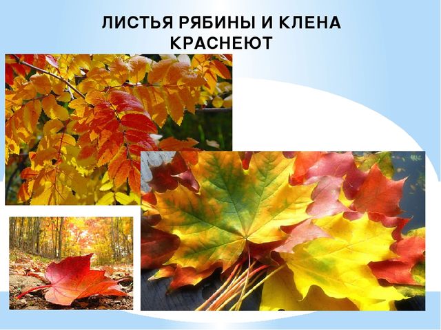 Презентация на тему: "Осень"