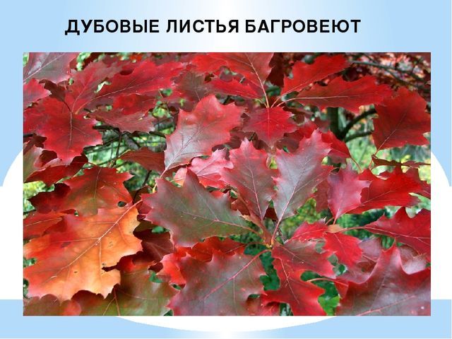 Презентация на тему: "Осень"