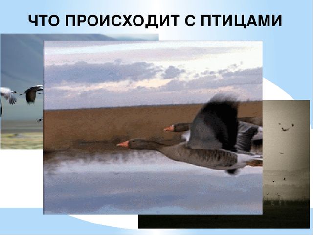 Презентация на тему: "Осень"