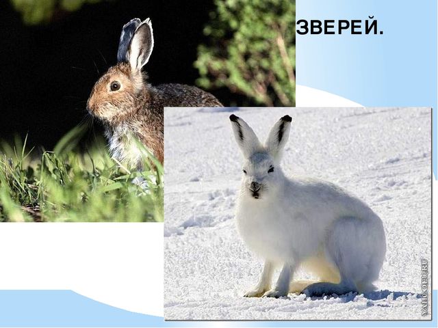 Презентация на тему: "Осень"