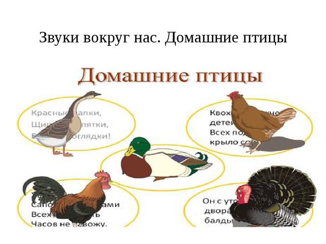 Презентация по развитие речи