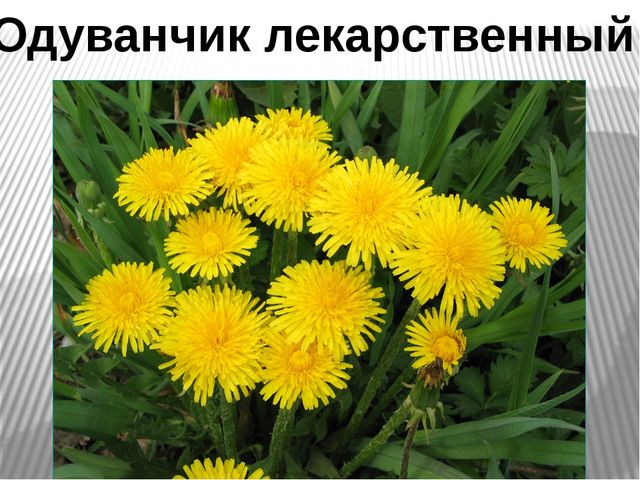 Презентация на тему "Лекарственные травы"