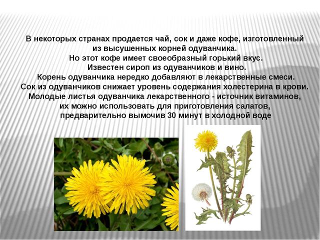 Презентация на тему "Лекарственные травы"