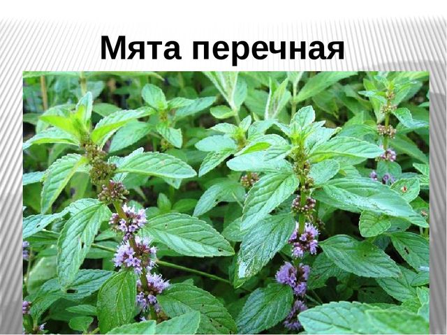 Презентация на тему "Лекарственные травы"