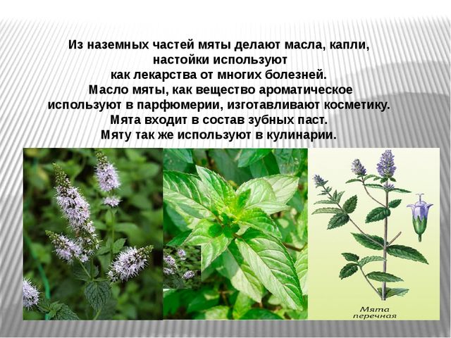 Презентация на тему "Лекарственные травы"
