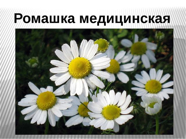 Презентация на тему "Лекарственные травы"
