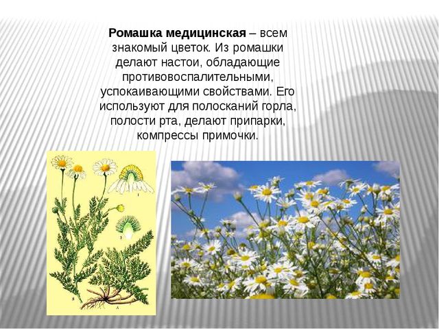 Презентация на тему "Лекарственные травы"