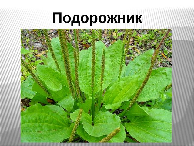 Презентация на тему "Лекарственные травы"