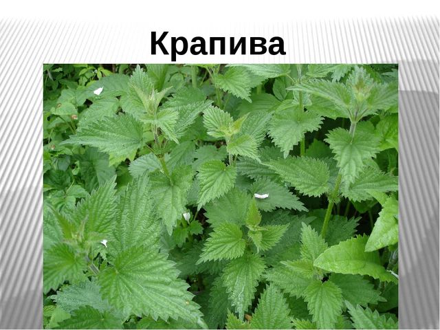 Презентация на тему "Лекарственные травы"