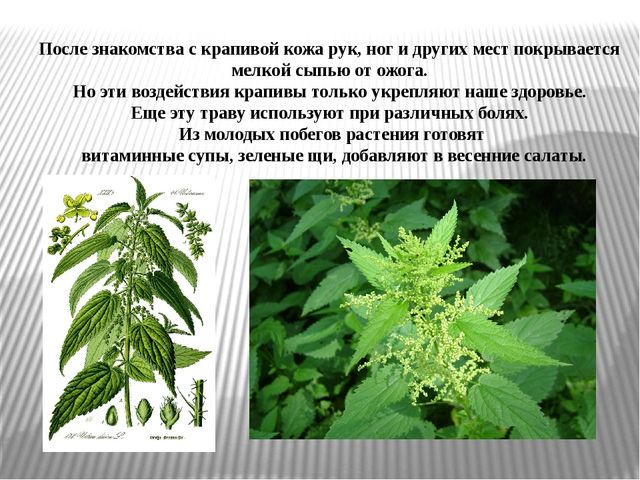 Презентация на тему "Лекарственные травы"