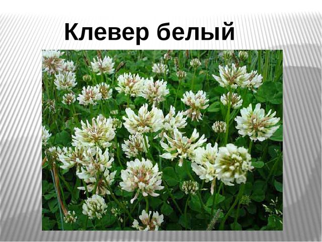 Презентация на тему "Лекарственные травы"