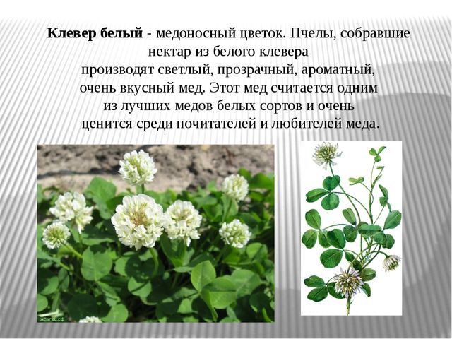 Презентация на тему "Лекарственные травы"