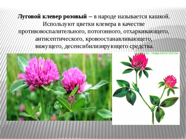 Презентация на тему "Лекарственные травы"