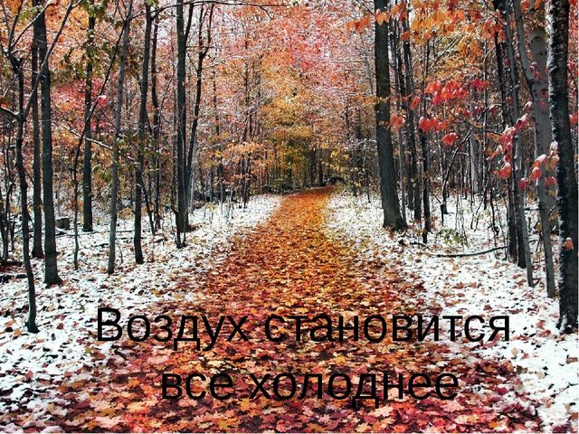 Презентация для детей старшей группы "Золотая осень"