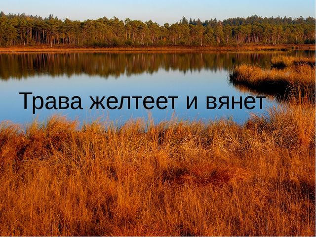 Презентация для детей старшей группы "Золотая осень"