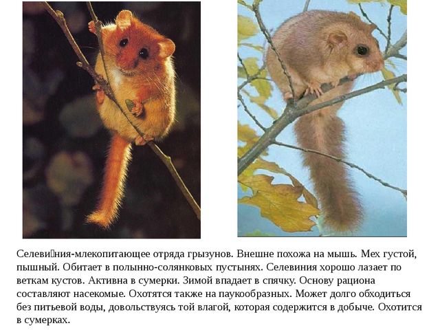 Презентация по ознакомлению с окружающим миром "Животные Красной книги"
