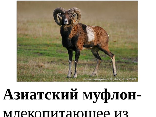 Презентация по ознакомлению с окружающим миром "Животные Красной книги"