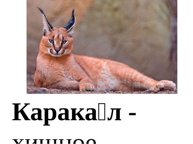 Презентация по ознакомлению с окружающим миром "Животные Красной книги"