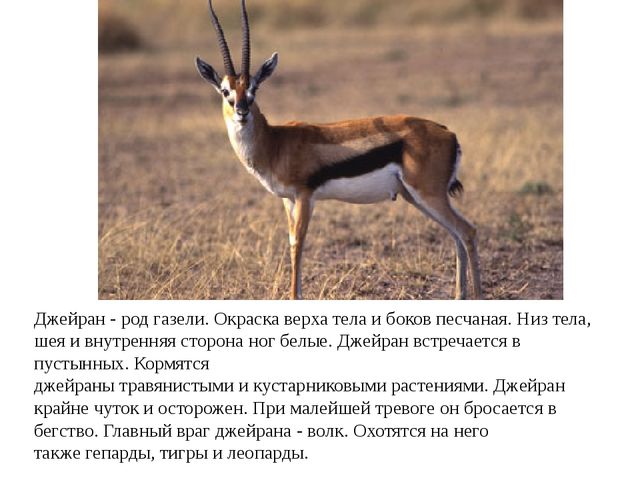 Презентация по ознакомлению с окружающим миром "Животные Красной книги"