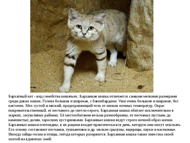 Презентация по ознакомлению с окружающим миром "Животные Красной книги"