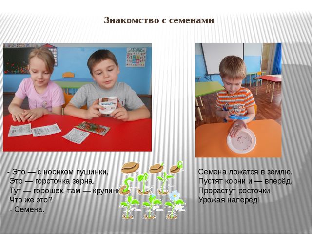 Презентация "Огород на окне"