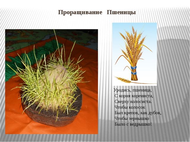 Презентация "Огород на окне"