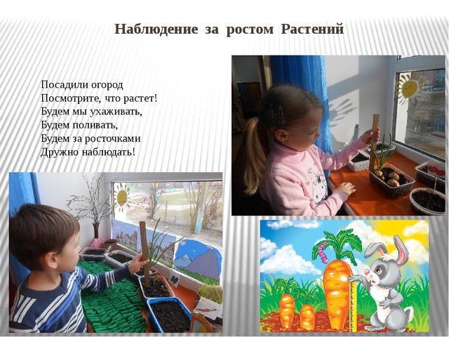 Презентация "Огород на окне"