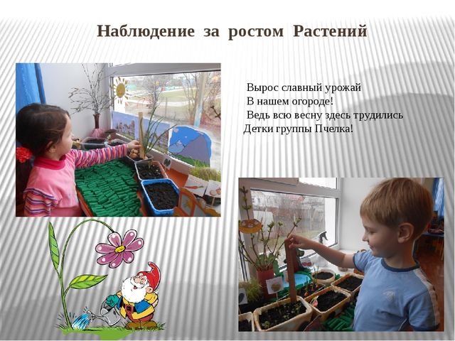 Презентация "Огород на окне"