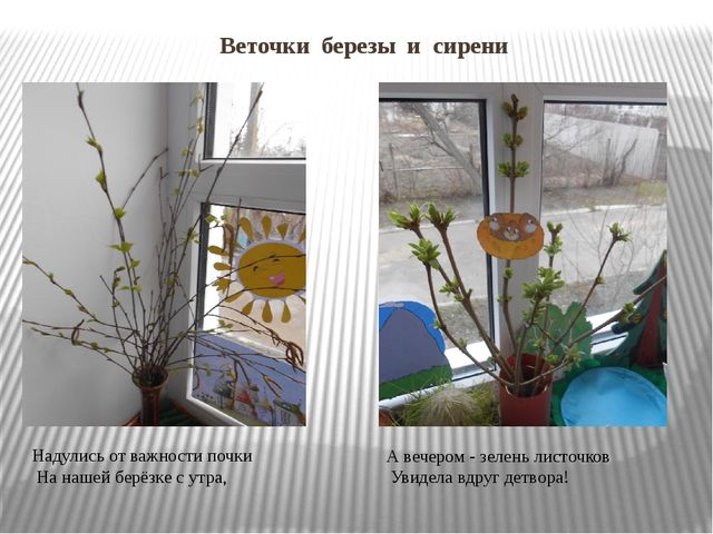 Презентация "Огород на окне"