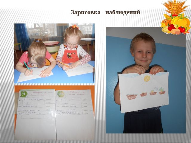 Презентация "Огород на окне"