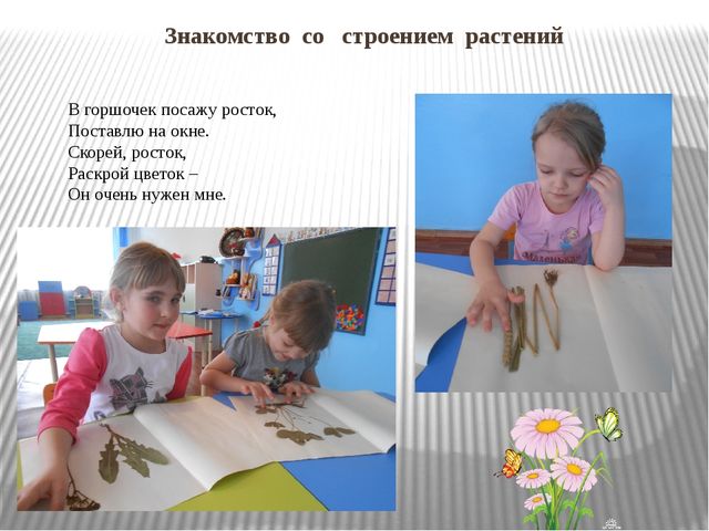 Презентация "Огород на окне"