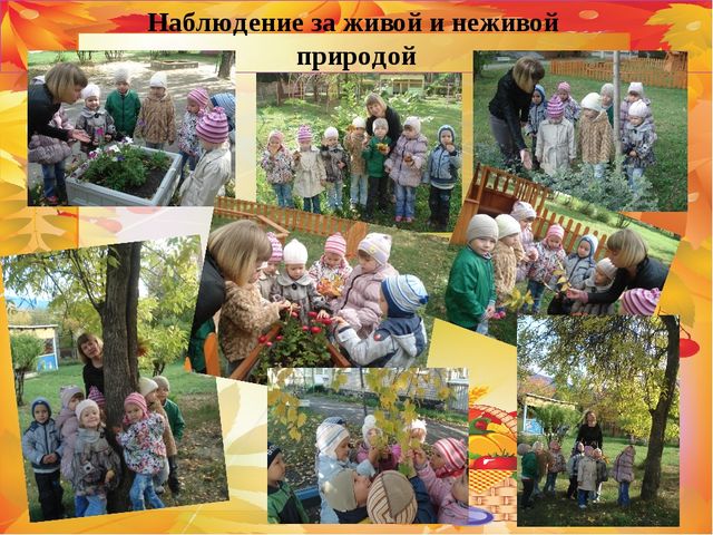 Презентация по познавательному развитию на тему "Прогулки с детьми в разное время года" (средняя группа)
