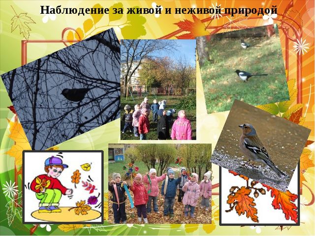 Презентация по познавательному развитию на тему "Прогулки с детьми в разное время года" (средняя группа)