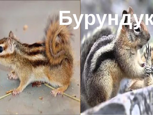 Презентация для дошкольников "Животные и их детёныши"