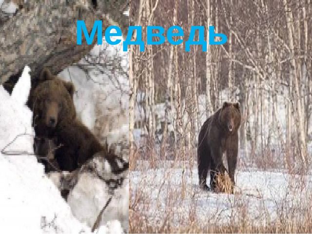Презентация для дошкольников "Животные и их детёныши"