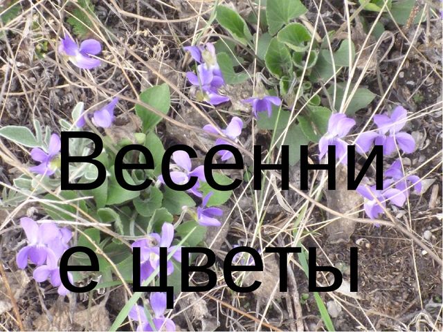 Презентация для дошкольников "Весенние цветы"