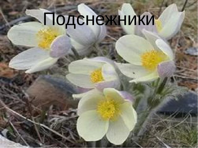 Презентация для дошкольников "Весенние цветы"