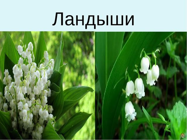 Презентация для дошкольников "Весенние цветы"