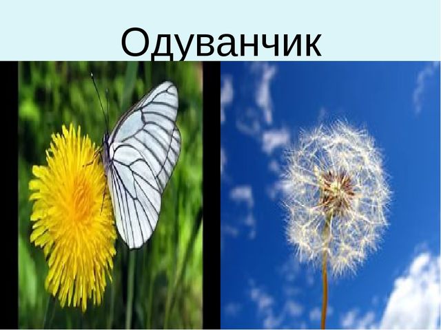 Презентация для дошкольников "Весенние цветы"