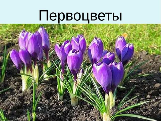 Презентация для дошкольников "Весенние цветы"