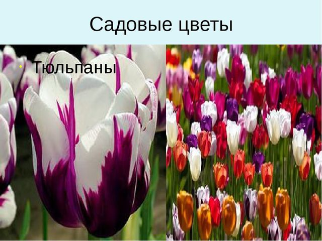 Презентация для дошкольников "Весенние цветы"