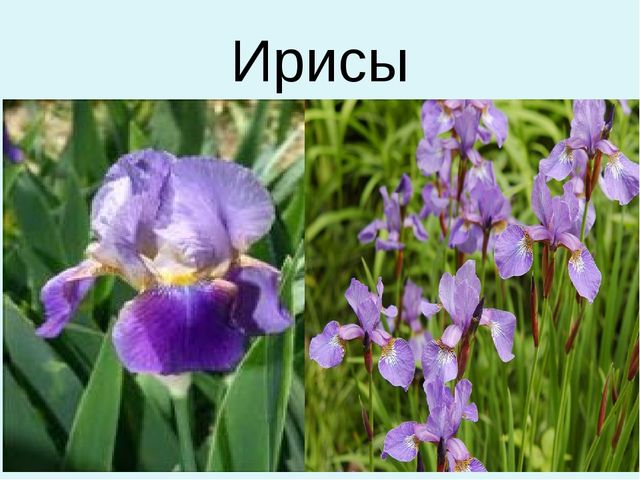 Презентация для дошкольников "Весенние цветы"
