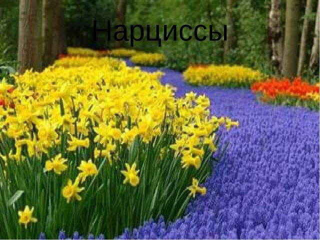 Презентация для дошкольников "Весенние цветы"