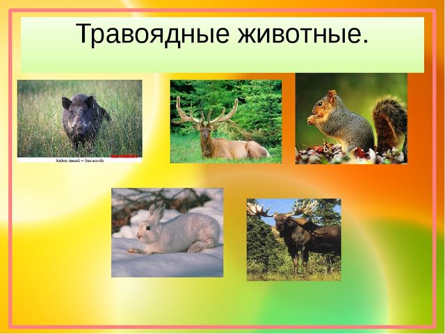 Презентация "Хочу все знать!"