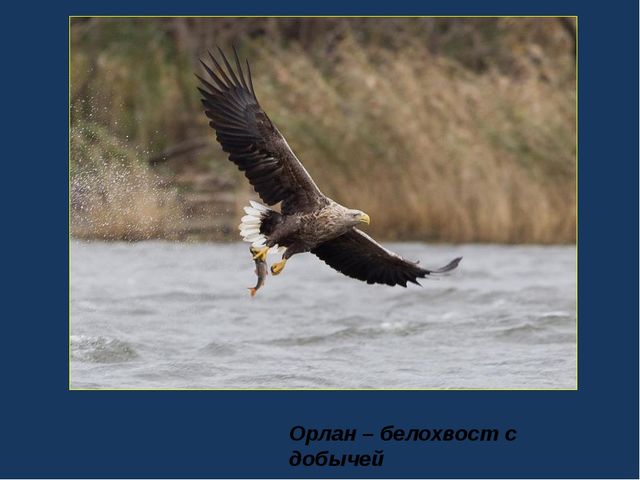 Ознакомление детей старшего дошкольного возраста с природой родного края.