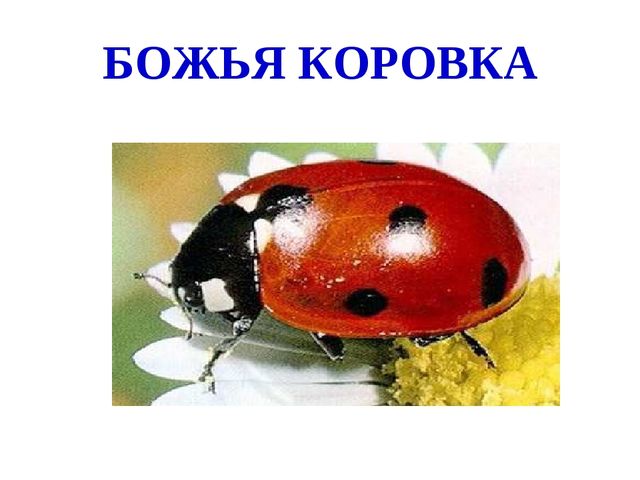 Презентация для подготовительных курсов будущих первоклассников "Давайте познакомимся"