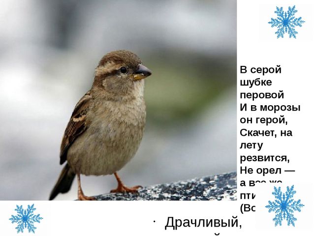 Презентация для детей дошкольного возраста по ознакомлению с окружающим на тему "Зимующие птицы"