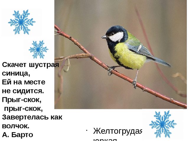 Презентация для детей дошкольного возраста по ознакомлению с окружающим на тему "Зимующие птицы"